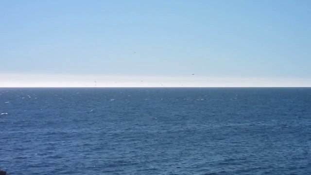 Animaux 02 - Valparaiso Oiseaux Plongeant