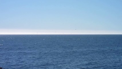 Animaux 02 - Valparaiso Oiseaux Plongeant