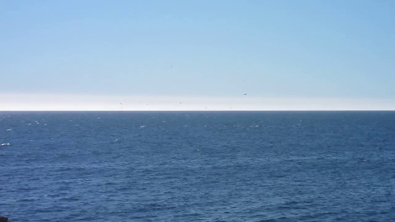 Animaux 02 - Valparaiso Oiseaux Plongeant