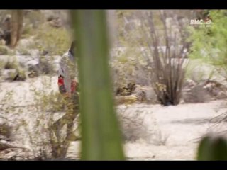 Man vs Wild - Bear Grylls piqué par des abeilles