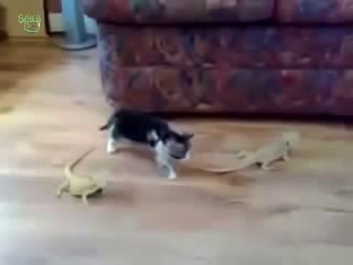 Korkudan Cinsiyet Değiştiren Kedi