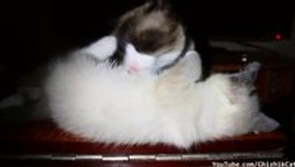 Cat Licks Kitten Right Off The Table