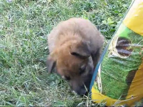 Jeux dans le jardin d'une portée de berger belge laekenois âgé de 5 semaines