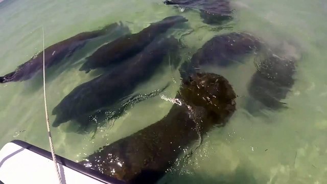 Heard of Manatees Swims By | Amazing Sea Cow Footage