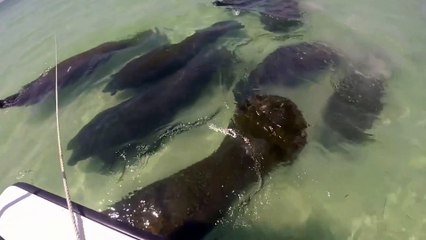 Heard of Manatees Swims By | Amazing Sea Cow Footage