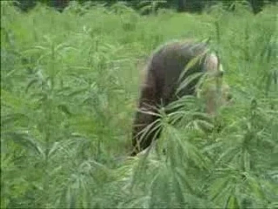 Petitfilm