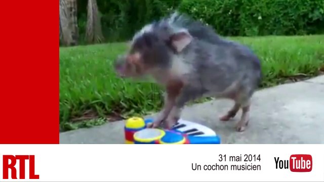 VIDÉO - Chien volant, cochon musicien, bébés jaguars : les animaux mignons de la semaine