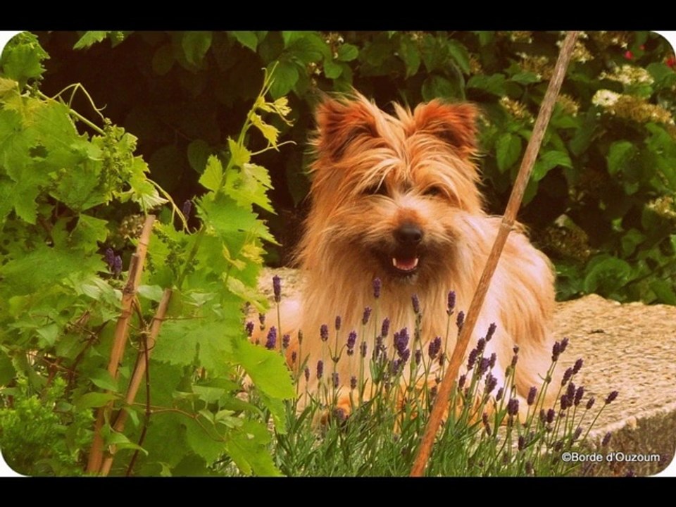 TOBY façon album 1960...