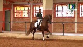 Cavalo Lusitano - Almansor HI - Coudelaria Lusobrasileira