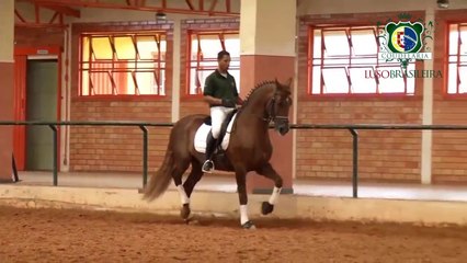 Cavalo Lusitano - Almansor HI - Coudelaria Lusobrasileira