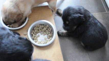 Repas calme et croquant 020614