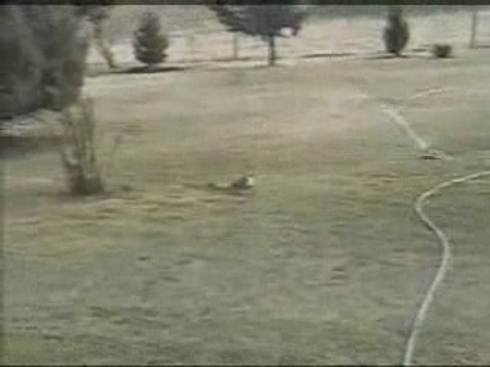 Rabbit vs snake