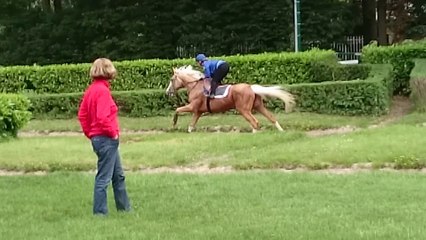 GOLD ORACLE AU CANTER