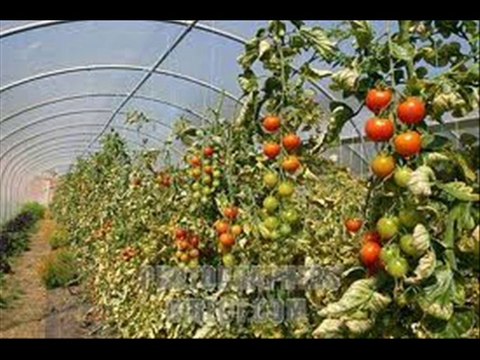 SELF EMPLOYMENT TIPS CALL AAYE ITALY SAE DR.ASHRAF SAHIBZADA