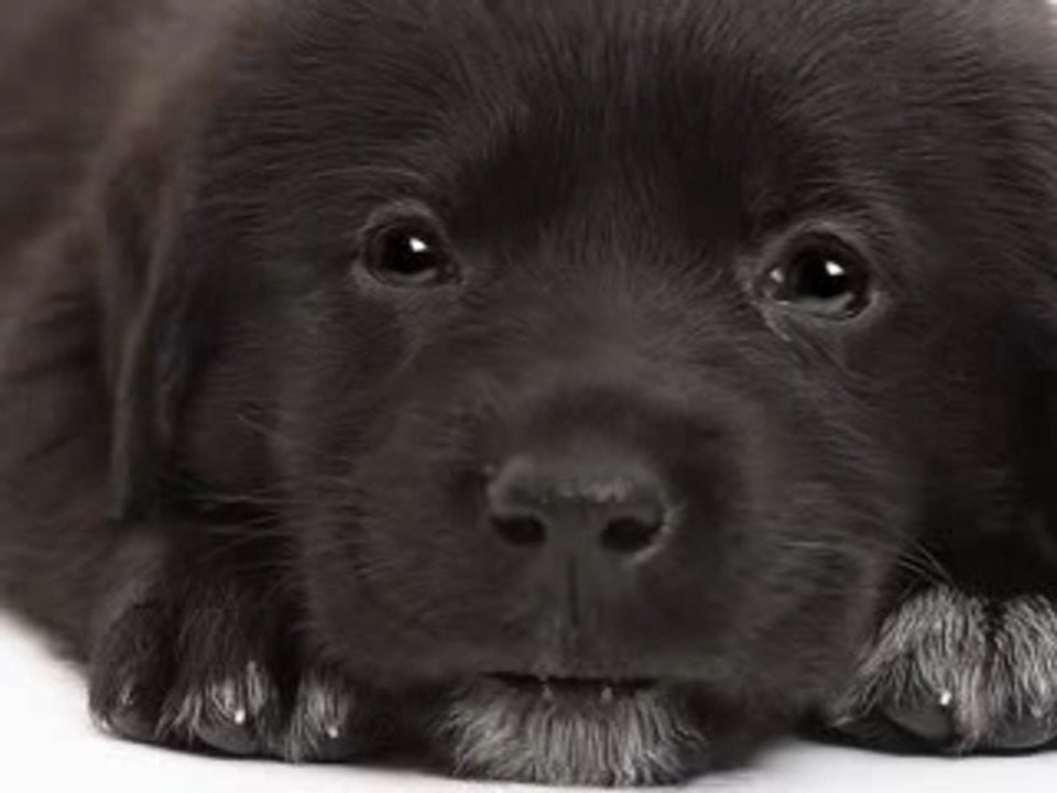 montage Chien qui chante petit papa noel