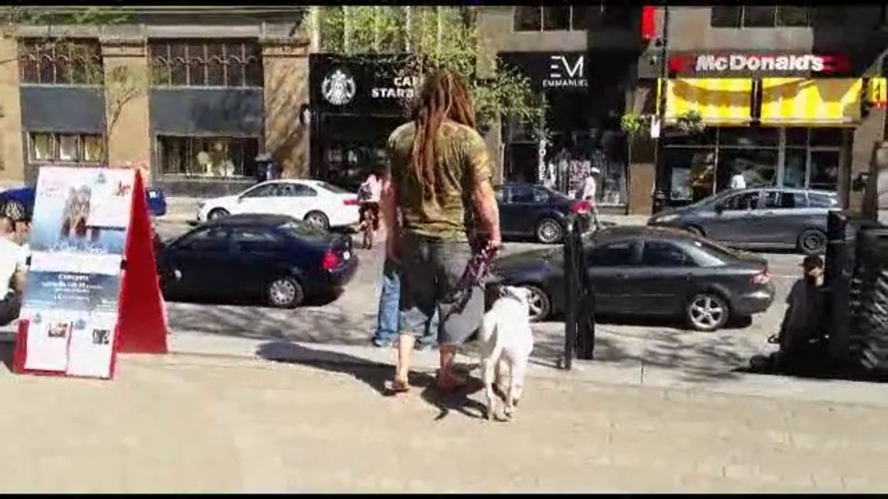 "Les chiens de la rue" : un documentaire sur les itinérants qui vivent avec un chien à Montréal.