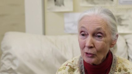 Jane Goodall asks politicians: Do you really not care about the future of your great-grandchildren?
