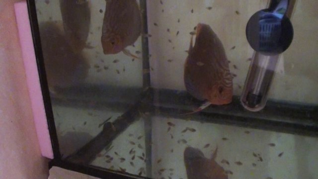 Discus üretim 1 yavrular 8 günlük