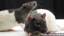 Scientists Able To Erase, Restore Memories In Rats