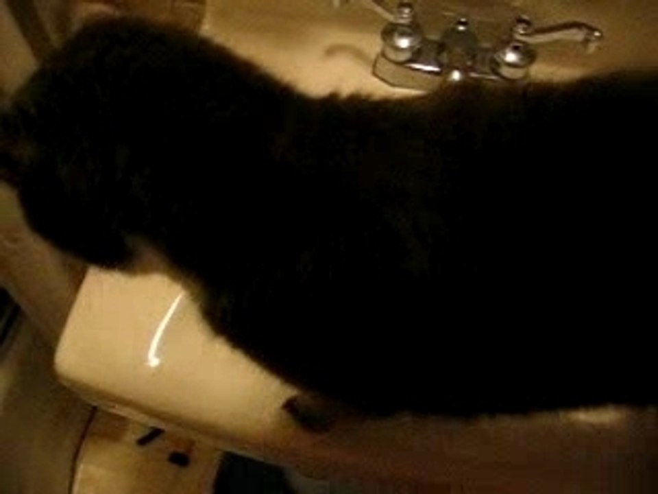 Kitty with Sink