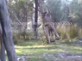 AMAZING ESCAPE - RARE FOOTAGE - Cleveland Kangaroo kidnap victim - mucho funny