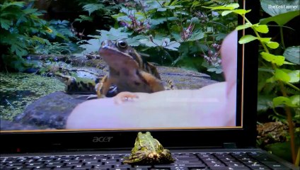 Animals Playing on iPads Compilation 2014 - pt 1_ CATS