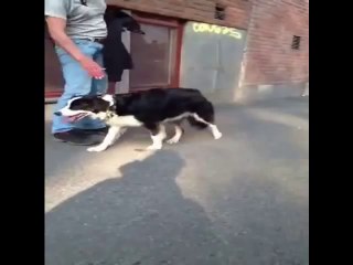 Fariha - girl & dog ~ mujeres que juegan con los perros  yellow is the warmest colour(1)