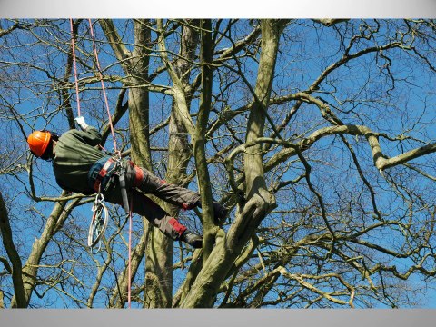 Ali's tree lopping in Brisbane