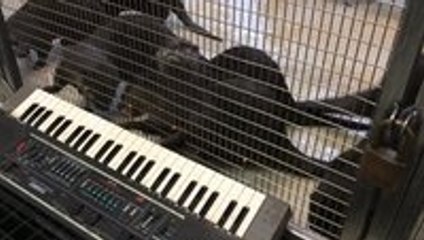 Otters playing keyboard