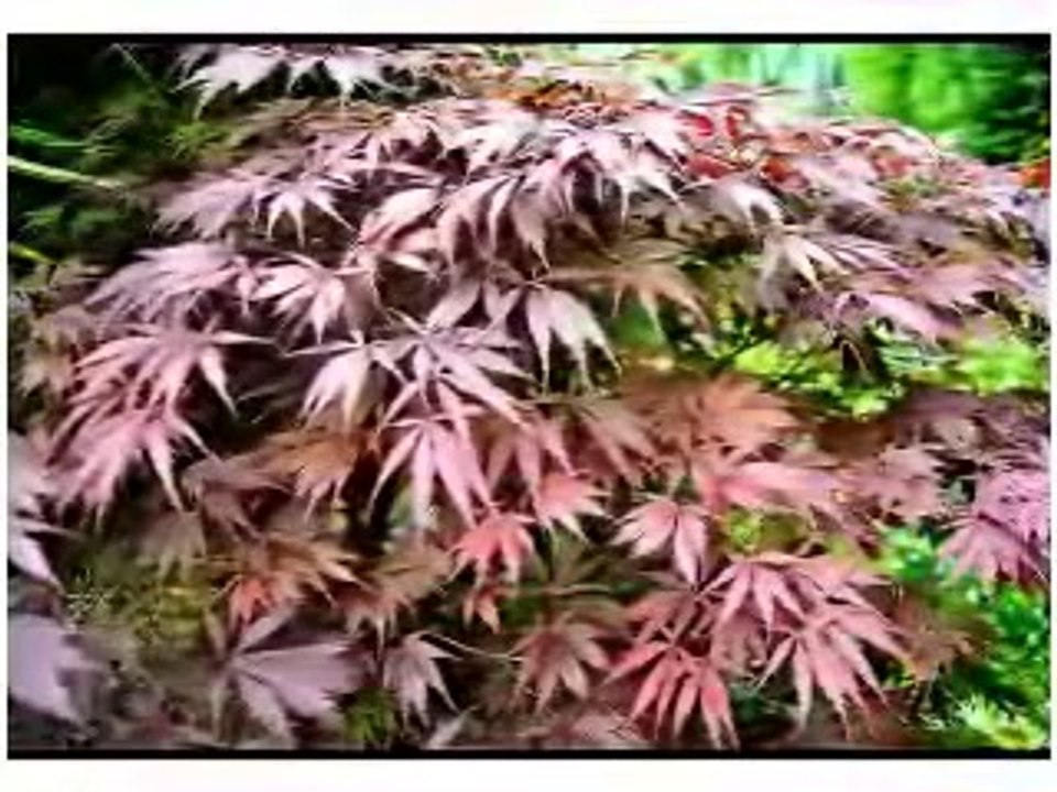 La naissance des fleurs