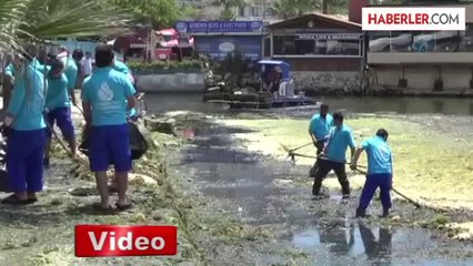 Silivri Sahili Yosunlardan Temizleniyor