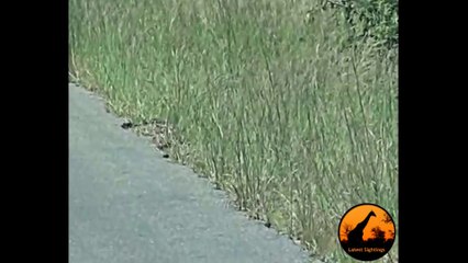 Incredible Snake Behaviour! Some Amazing Moves - Latest Sightings