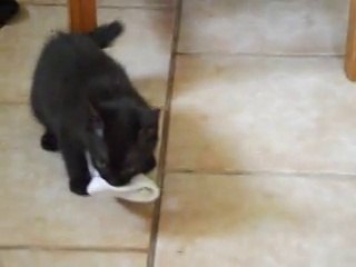 PREDATOR ..... de chaussette