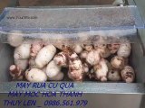 máy rửa trà vỏ khoai lang, máy rửa gọt vỏ khoai tây khoai môn