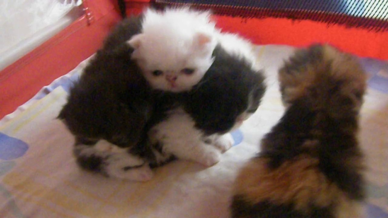 mes bébés à 3 semaines