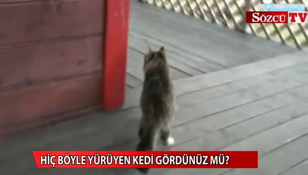 En komik yürüyen kedi