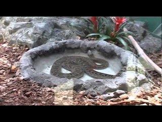 Napoli - Inaugurato il Rettilario nello Zoo -live- (02.06.14)