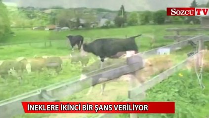 İşi biten inekler nereye gider?
