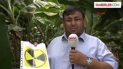 Muz Üreticilerinden Bakanlara 'Nükleer Logo' Sorusu