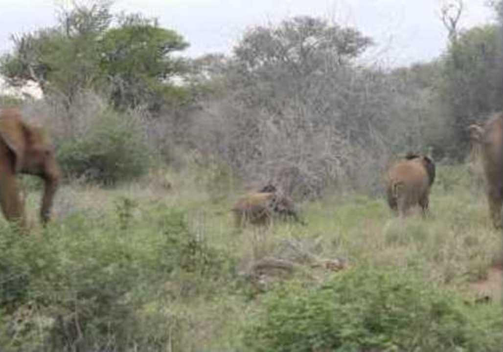 Cute Baby Elephant Takes a Tumble