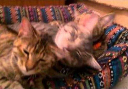 Kittens Have Each Other's Backs