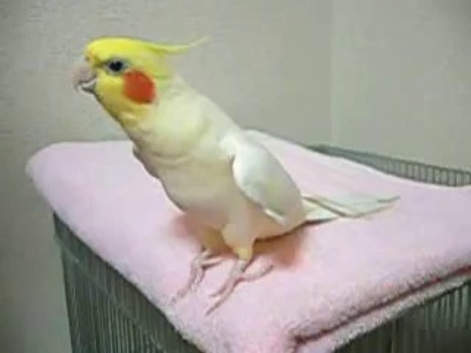 FF・勝利のファンファーレを歌うオカメインコ