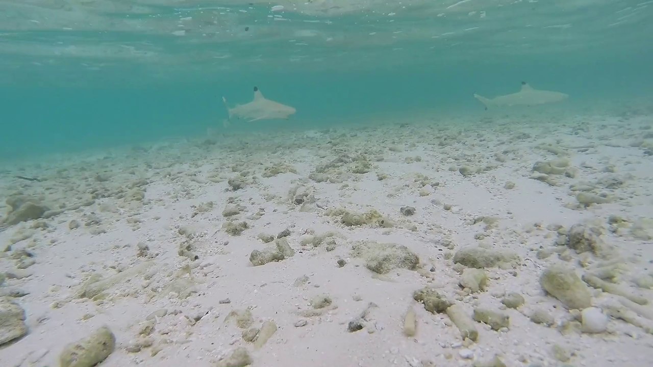 WalkingWithSharks