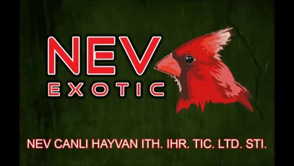 Nev Exotic (9)