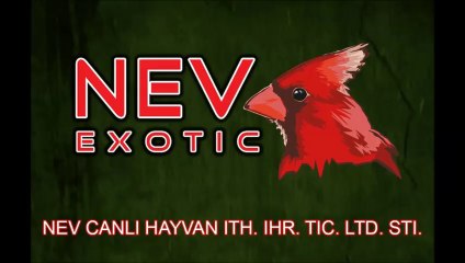 Nev Exotic (11)