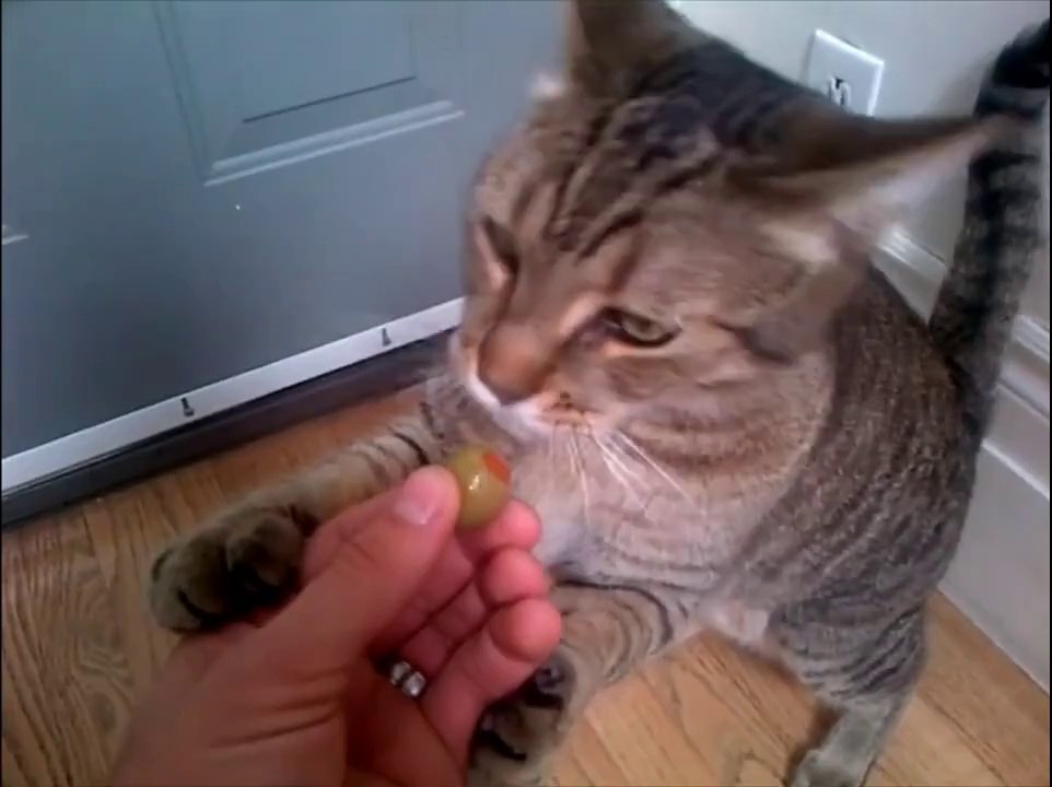 Sadece Zeytin yiyen Kedi