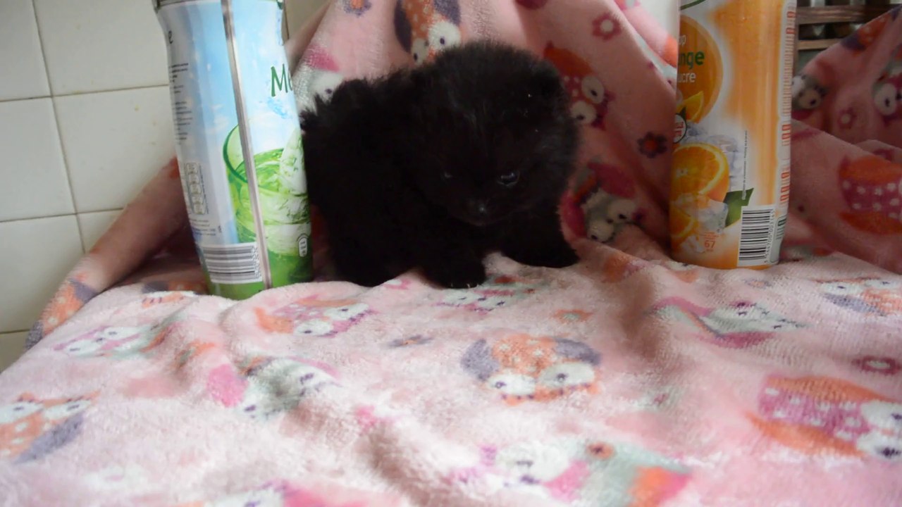 Jana domaine des bouilles d'amour spitz nain pomeranian