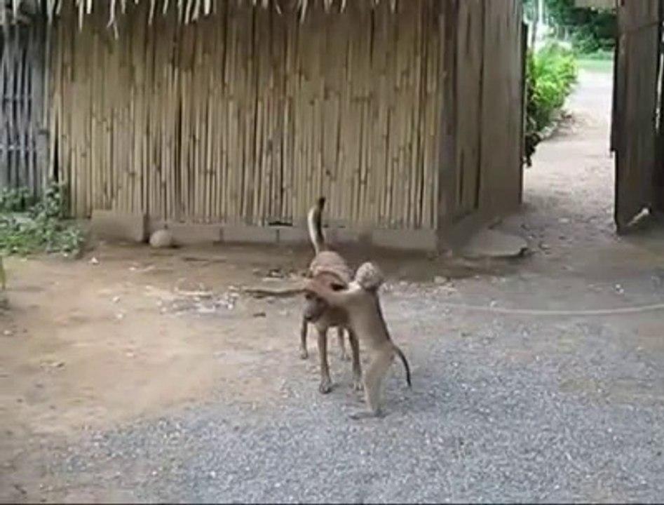 Yaramaz Maymun ve Köpek Dostluğu :)
