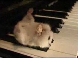 ピアノの上でポップコーンを食べるハムスター