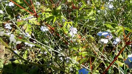 Il y a beaucoup de vent